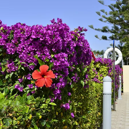 Napa Apts アパートホテル