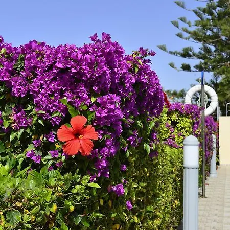 Napa Apts 3* Ayia Napa