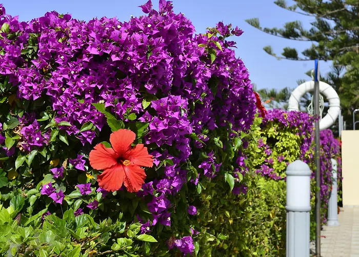 Napa Apts Lägenhetshotell